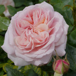 Rosa Joie De Vivre - Shrub Floribunda Rose | Set-of-3