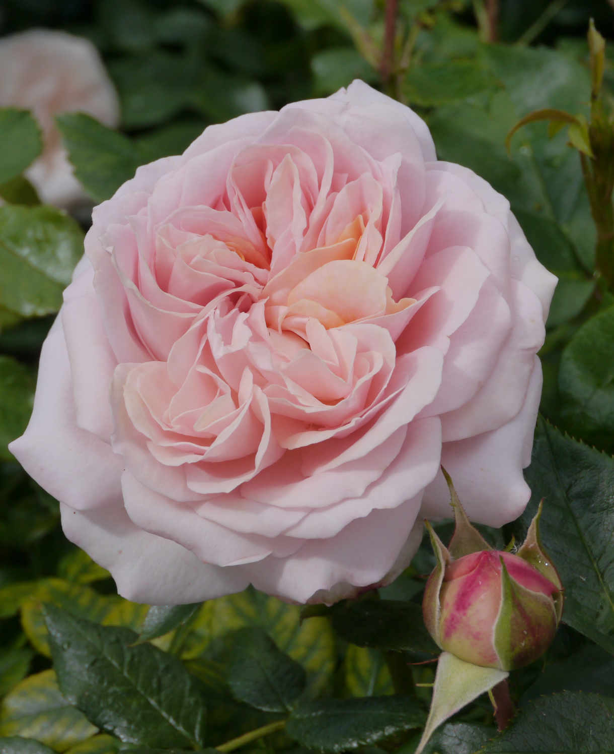 Rosa Joie De Vivre - Shrub Floribunda Rose | Set-of-3