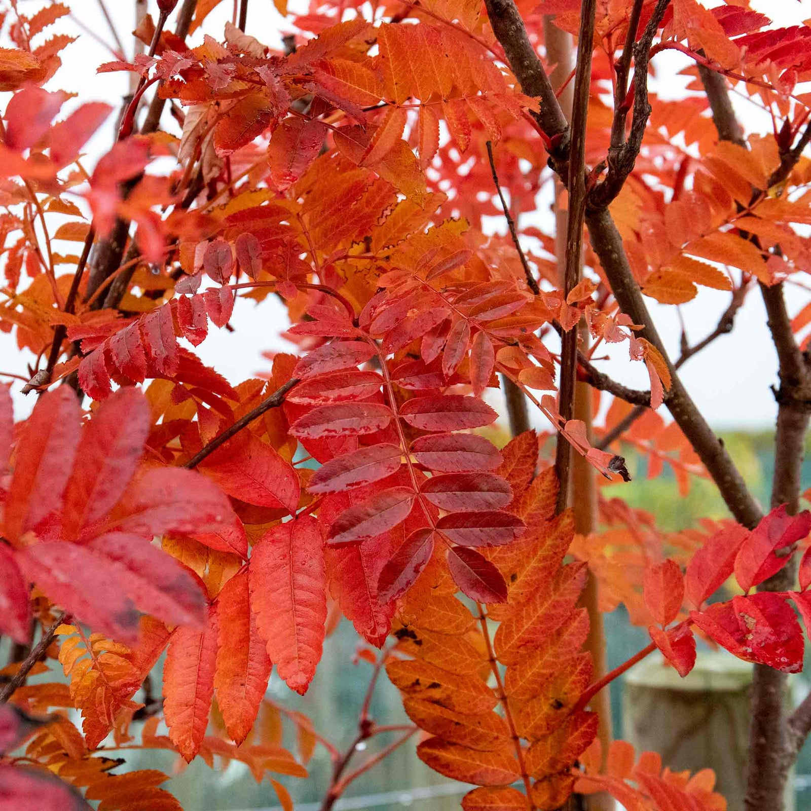 Mountain Ash 'joseph Rock' Bare Root Bare Root | 1 x Bare Root | Copper