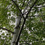 Betula Pendula Silver Birch Trees 5-6ft Tall Pack Of 5