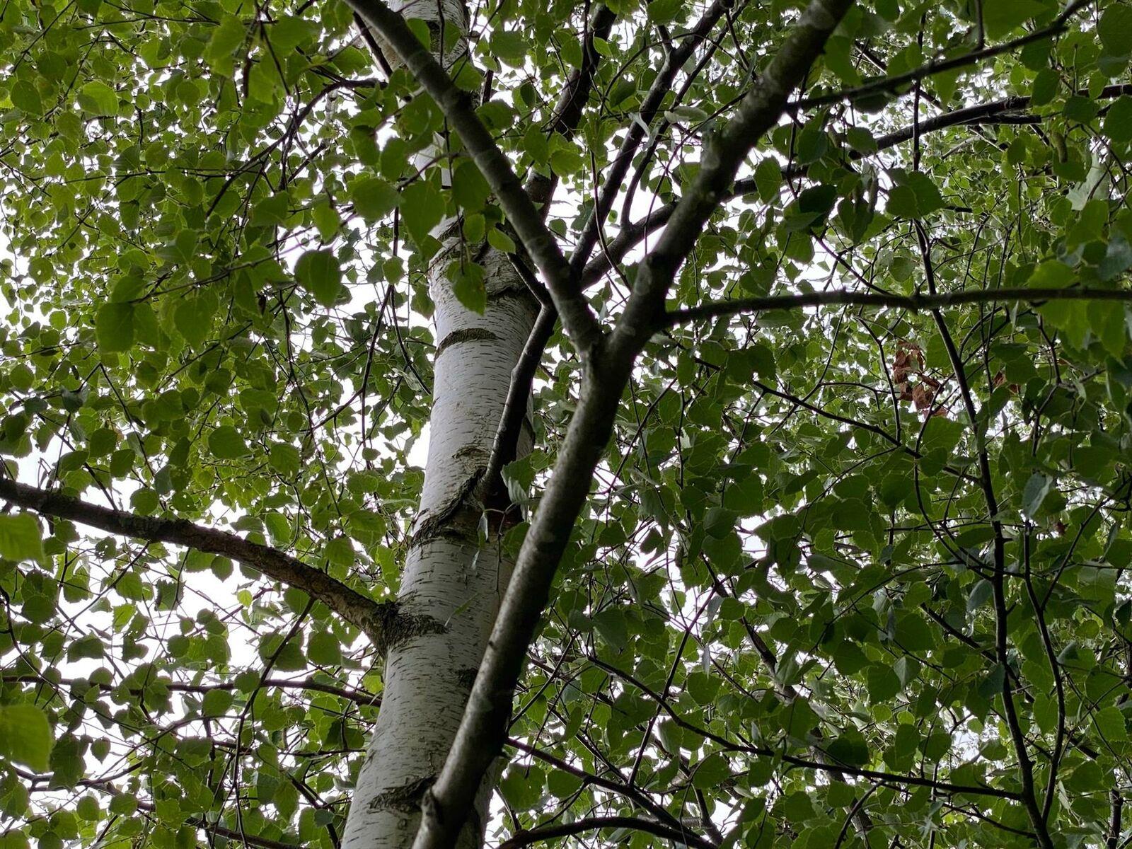 Betula Pendula Silver Birch Trees 5-6ft Tall Pack Of 5