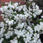 Hayloft Philadelphus Little White Love - Mock Orange - 1 x 9cm Pot