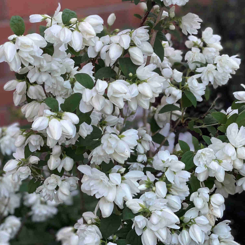 Hayloft Philadelphus Little White Love - Mock Orange - 1 x 9cm Pot