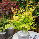 Japanese Maple - Acer Palmatum 'Orange Lace' - Height 60-70cm - ⌀19cm | Set of 2 | Green