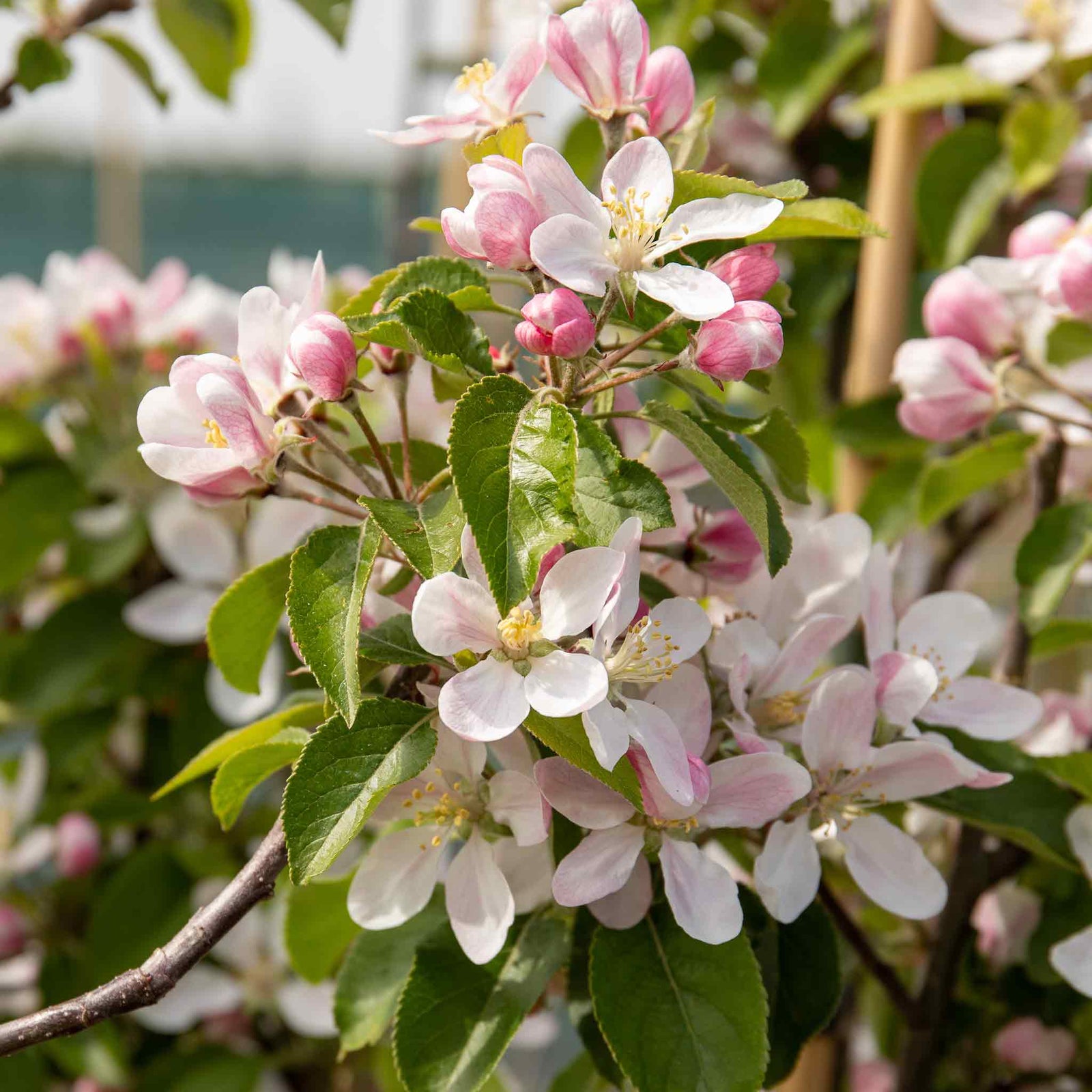 Patio Apple Tree Golden Delicious 1 M | 1 x 5L