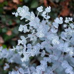 Eucalyptus Gunnii 'azura' Compact Silver-blue Evergreen For Pots And Borders Plant | 1 x 3L | Blue