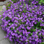 Hayloft Campanula Portenschlagiana - 3 x 9cm pot