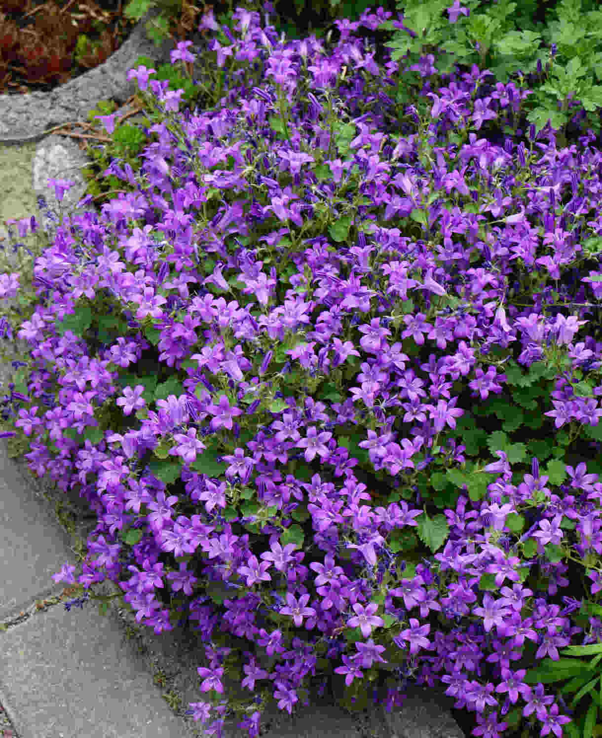 Hayloft Campanula Portenschlagiana - 3 x 9cm pot