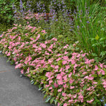 Hydrangea Scandens First Love - 12cm pots | Set-of-1 | Pink