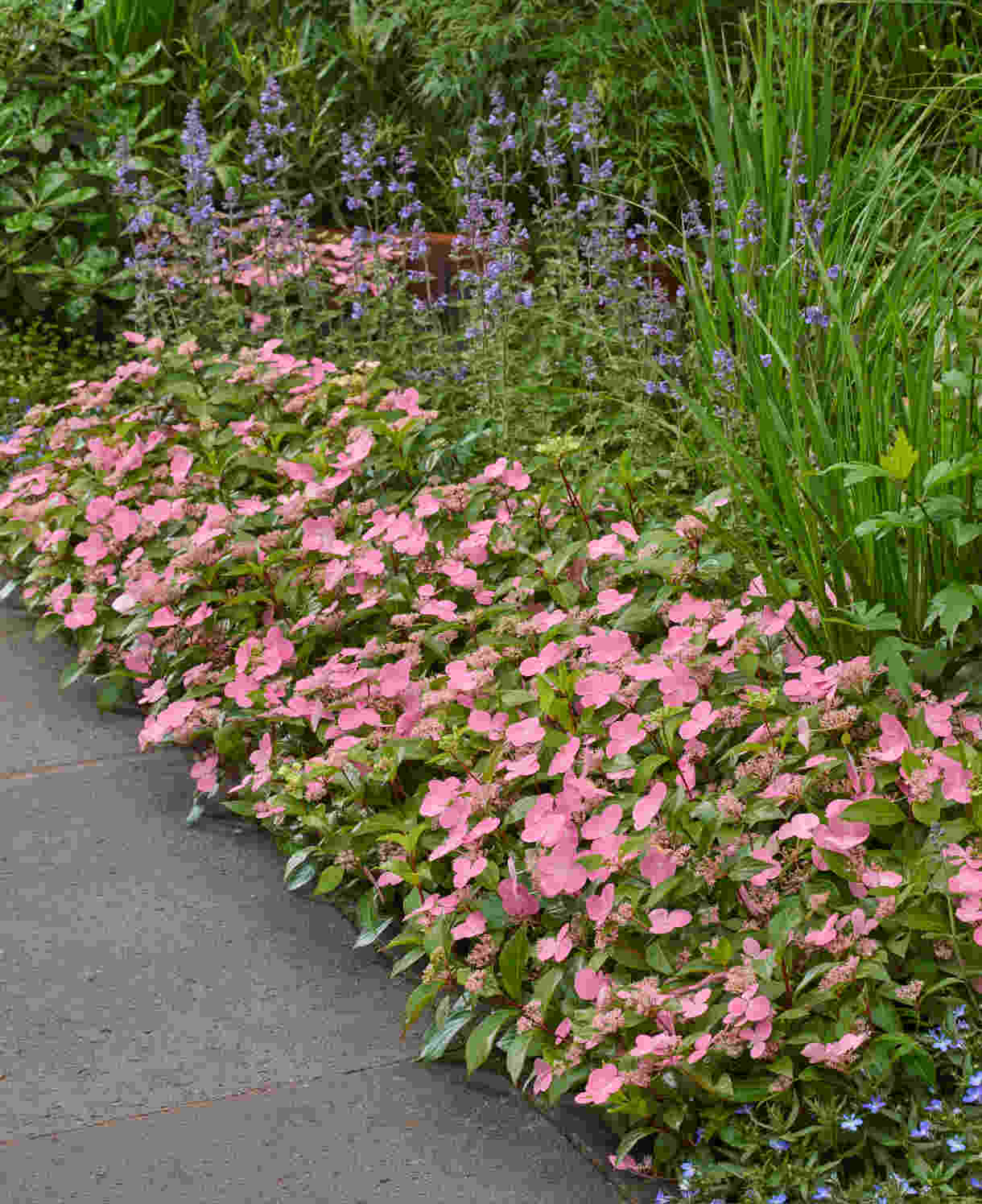 Hydrangea Scandens First Love - 12cm pots | Set-of-1 | Pink