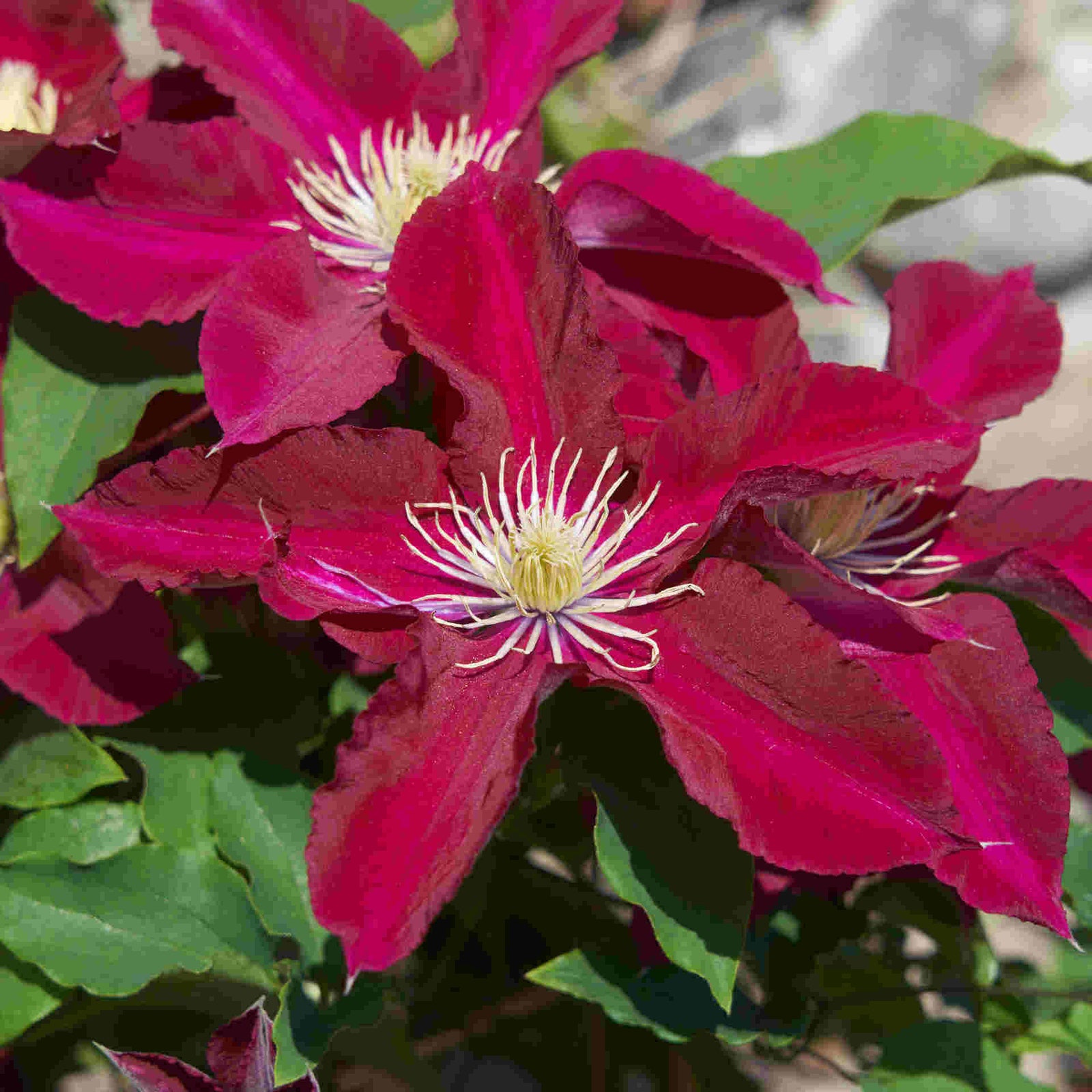 Clematis Elpis - Named In Association With The Prostate Cancer Research Charity And Representing ‘hope’ 7cm pots | 1 x 7cm