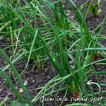 Shallot Sets Red Sun Sets | Set of 15