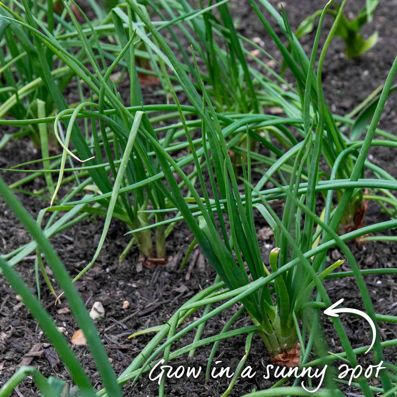 Shallot Sets Red Sun Sets | Set of 15