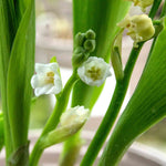 Lily Of The Valley (convallaria Majalis) - Hardy Fragrant Perennial | 5 x Bulbs | Multi