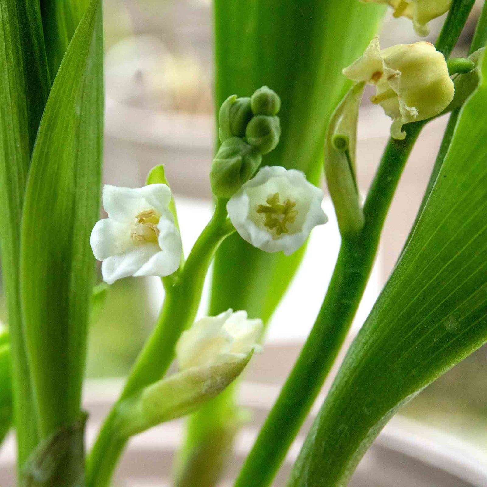 Lily Of The Valley (convallaria Majalis) - Hardy Fragrant Perennial | 5 x Bulbs | Multi