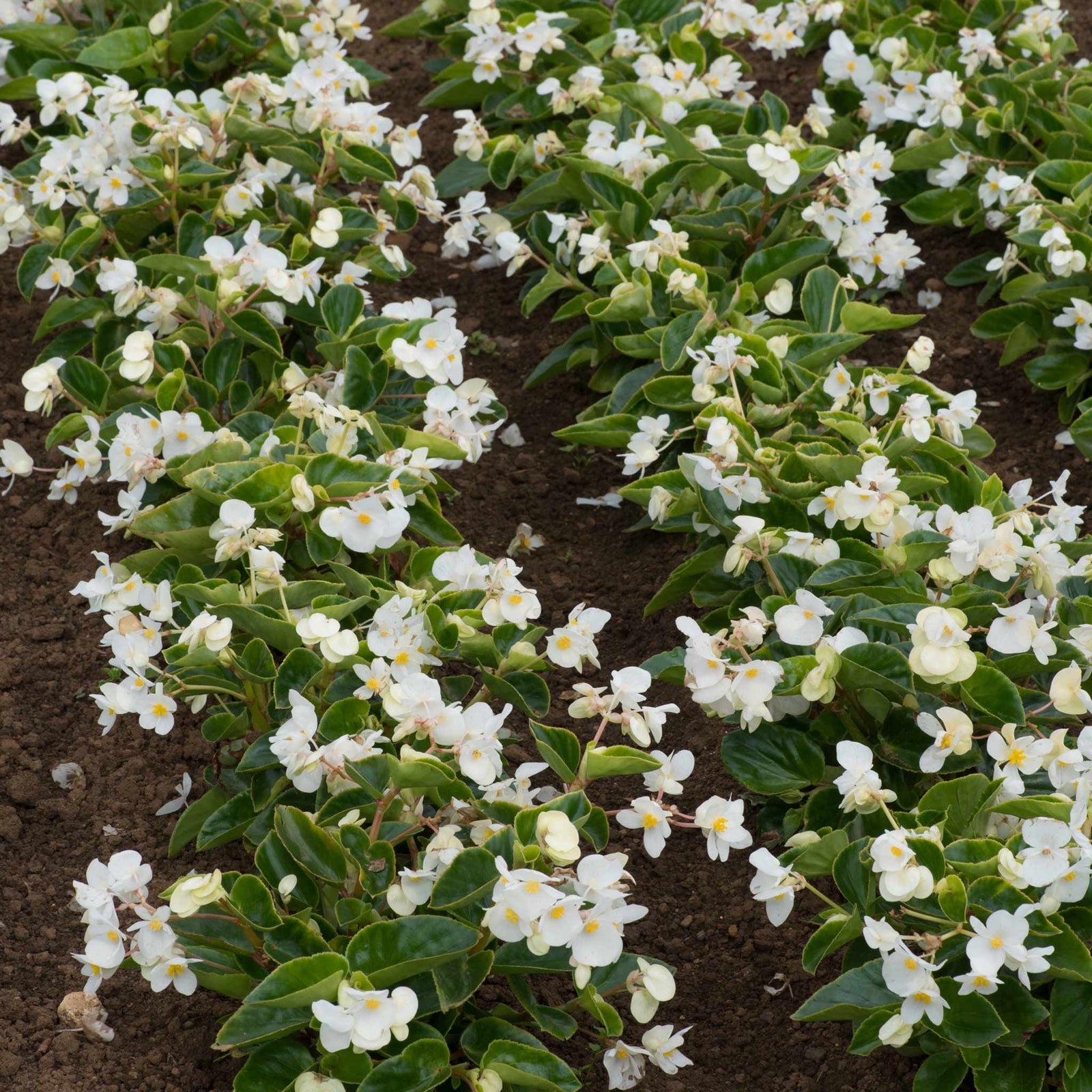 Begonia 'megawatt White Green Leaf' - White Flowers And Green Foliage | 12 x Plug Plants | White