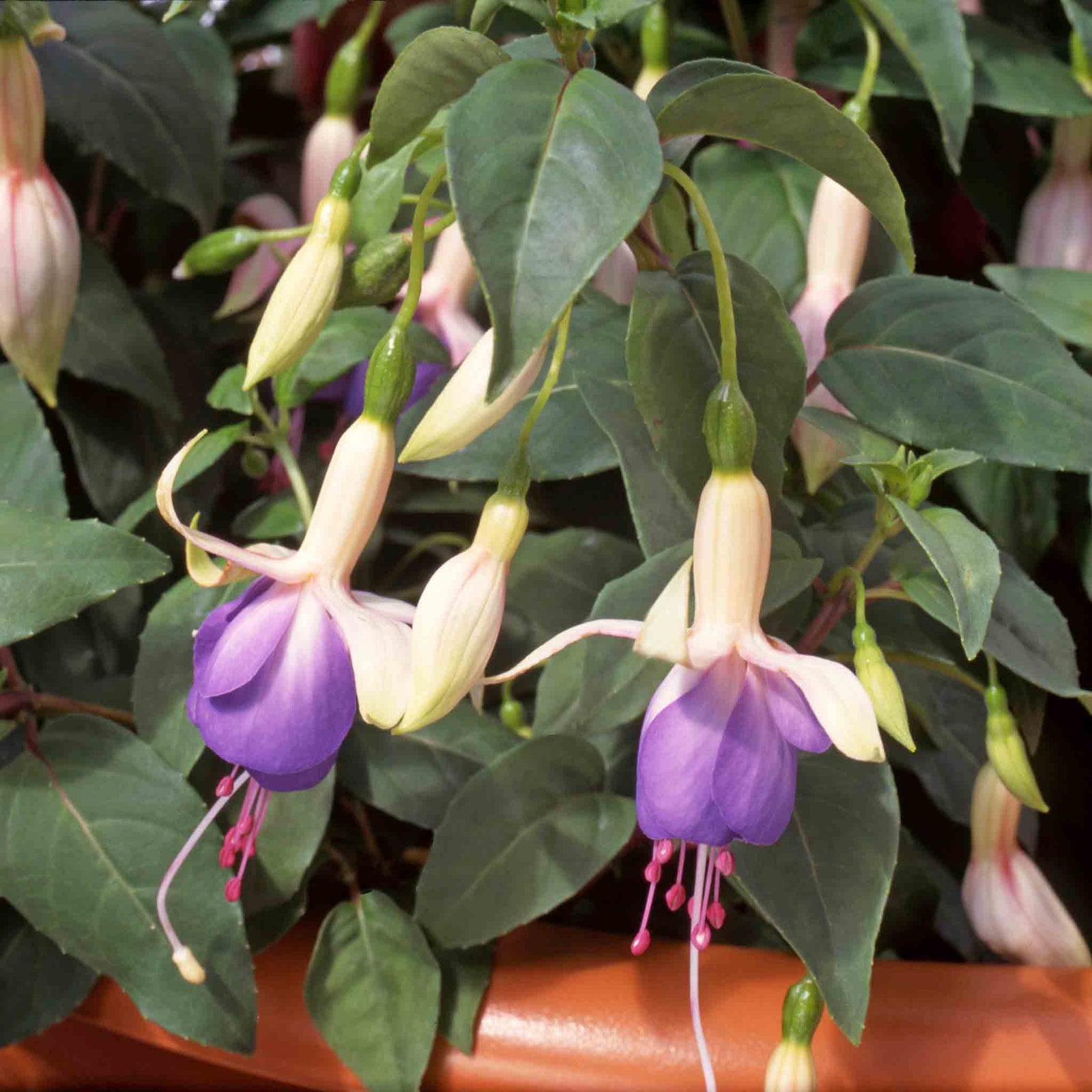 Fuchsia Upright Collection | 6 x Plug Plants | Pink