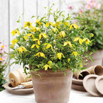 Clematis Tangutica ‘little Lemons’ - 7cm Pots. | 1 x 7cm | Yellow