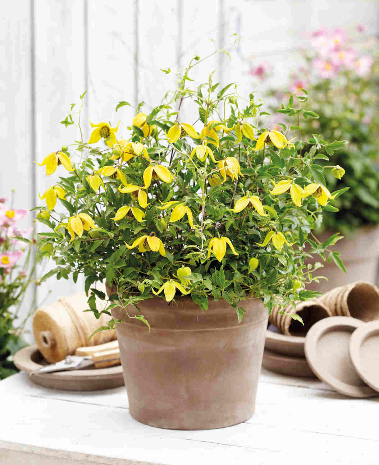 Clematis Tangutica ‘little Lemons’ - 7cm Pots. | 1 x 7cm | Yellow