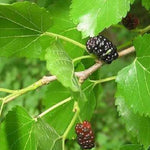 Direct Plants Morus Nigra Black Mulberry Fruit Tree 3-4ft Supplied In A 3 Litre Pot