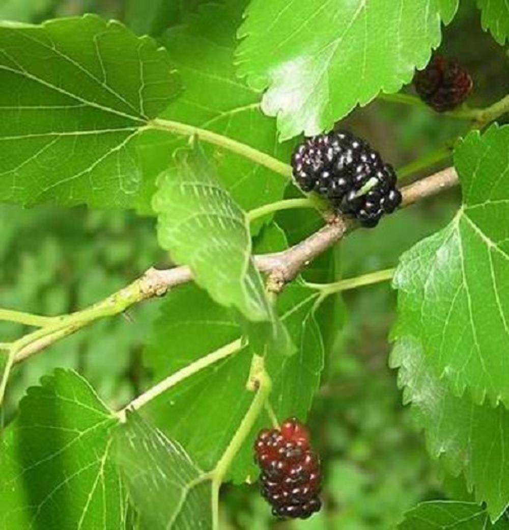 Morus Nigra Black Mulberry Fruit Tree 3-4ft Supplied In A 3 Litre Pot