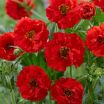 Geum 'firestarter' – Red Scented Perennial, 50 Cm | 6 x Jumbo Plugs | Red