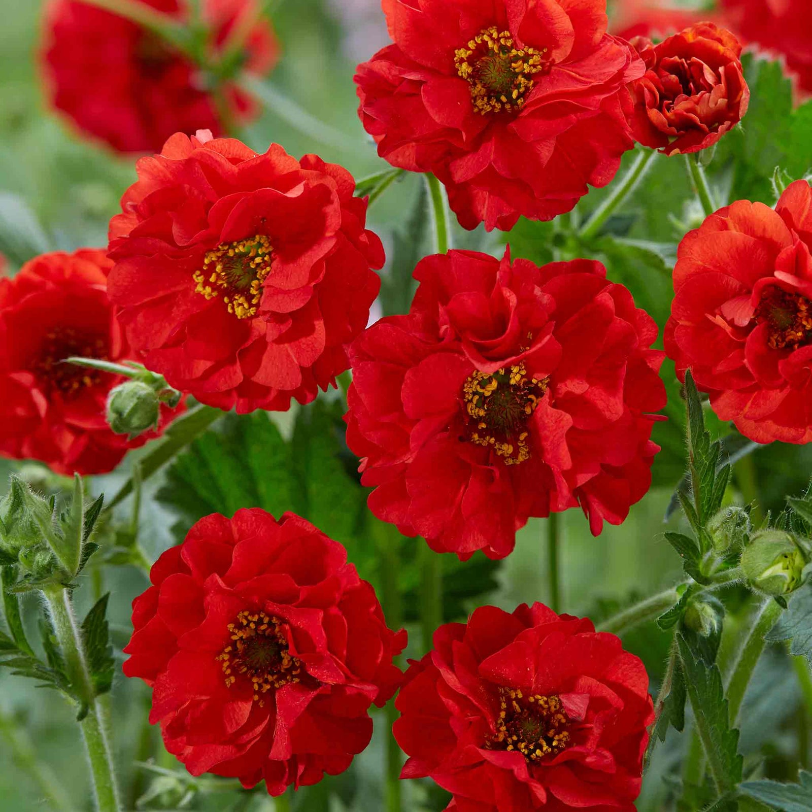 Geum 'firestarter' – Red Scented Perennial, 50 Cm | 6 x Jumbo Plugs | Red