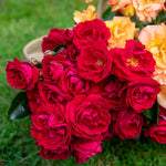 Rose 'precious Ruby' (floribunda Rose) | 1 x Bare Root | Red