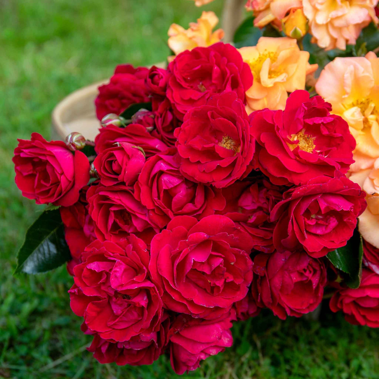 Rose 'precious Ruby' (floribunda Rose) | 1 x Bare Root | Red