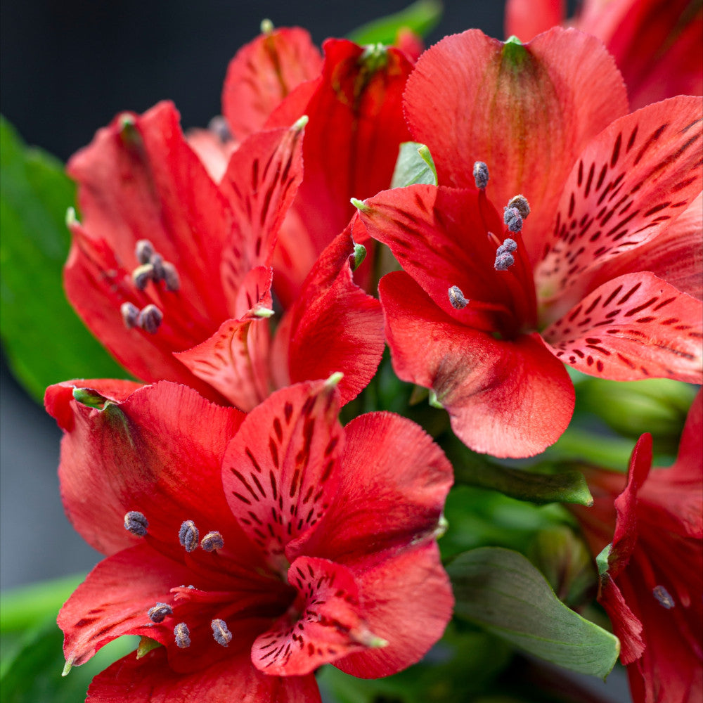 Hayloft Alstroemeria Royal Signature Collection - Set Of 3 Plants In 9cm Pots