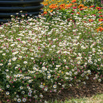 Erigeron Karvinskianus 'stallone' Profusion Groundcover | Set of 1