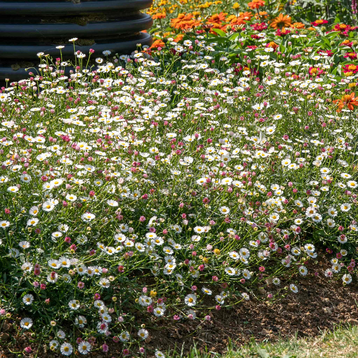 Erigeron Karvinskianus 'stallone' Profusion Groundcover | 1 x 9cm