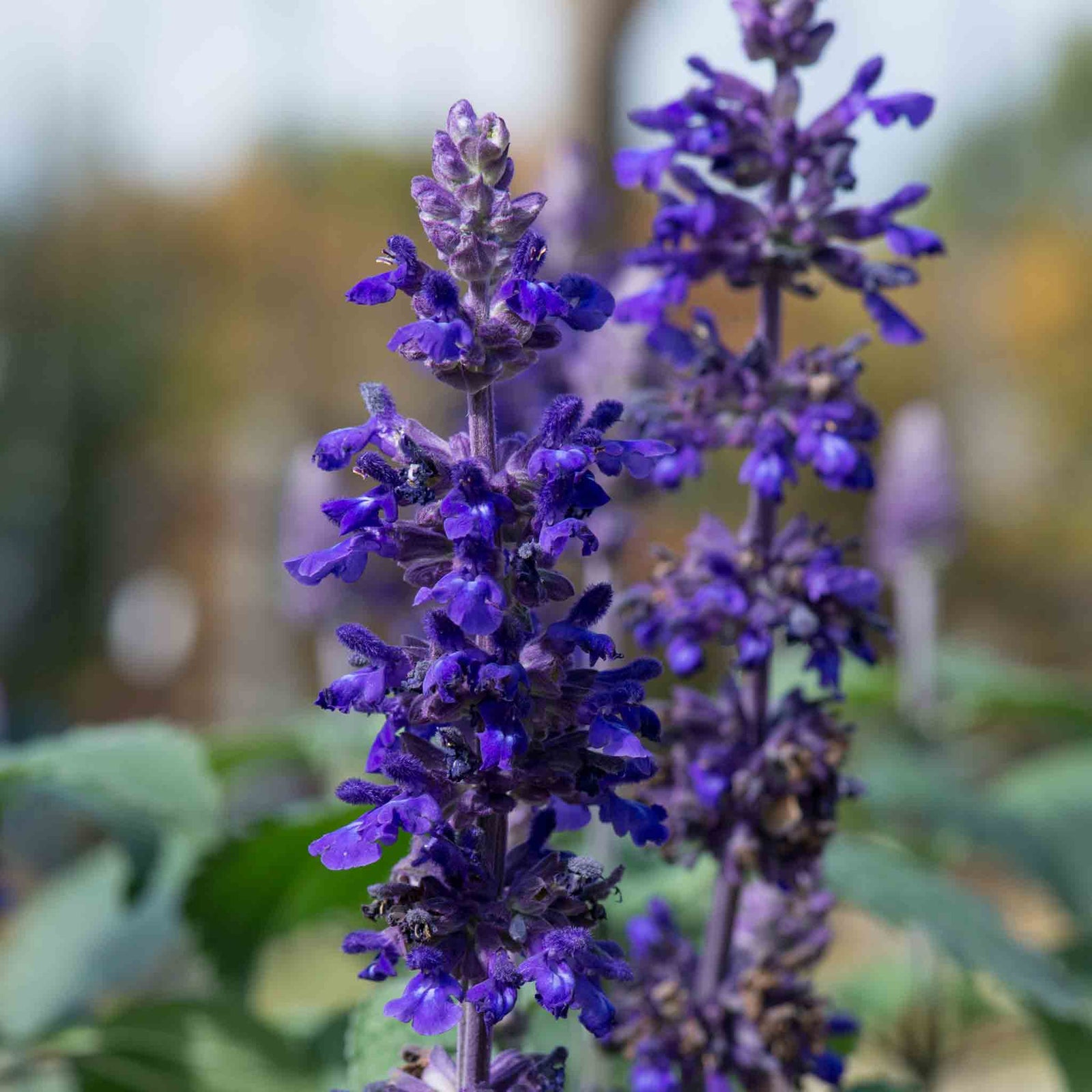 Salvia 'big Blue' – Pollinator-friendly Blue Spikes | 12 x Plug Plants | Blue
