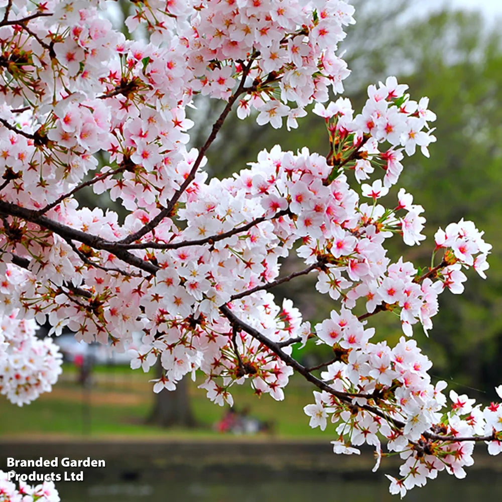 Prunus (ornamental) Cherry Kojo-no-mai 9cm Pot | Set of 1