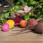 Beetroot 'quattro Gourmet Mix' - 12 Professional Grower Plugs | 12 x Pro Grower Plugs | Yellow