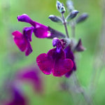Salvia X Jamensis 'nachtvlinder' - 9cm Pot | 3 x 9cm | Purple