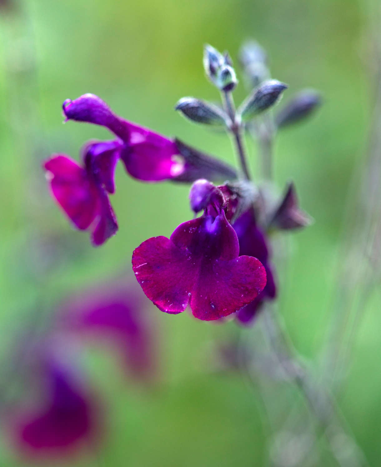 Salvia X Jamensis 'nachtvlinder' - 9cm Pot | 3 x 9cm | Purple