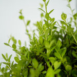 Japanese Holly - Ilex Crenata 'Jenny' - Height 30-40cm - ⌀17cm | Set of 2 | Green