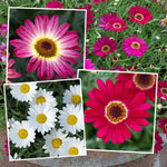 Argyranthemum 'grandaisy' Collection - 12 Plug Plants | 12 x Plug Plants | White