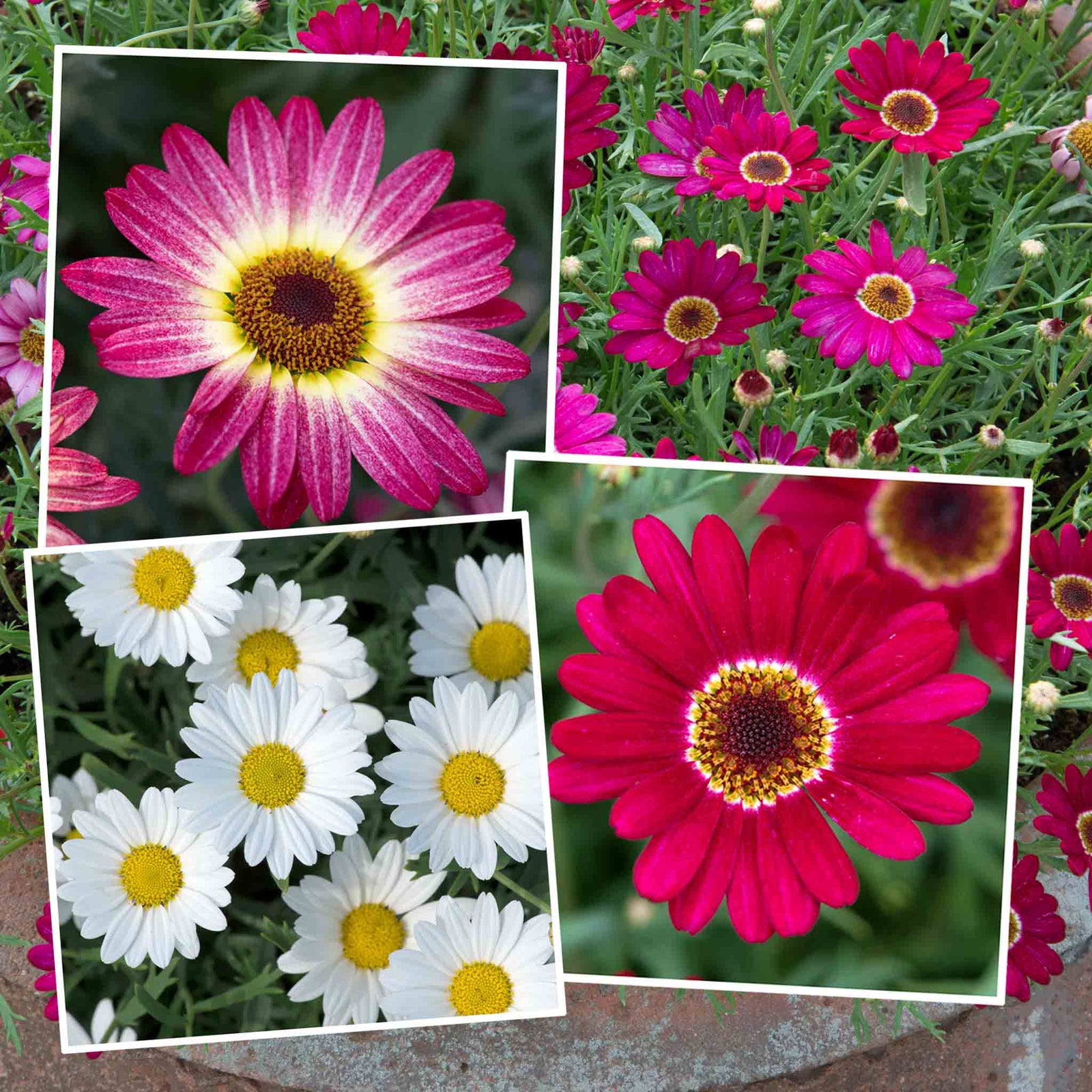Argyranthemum 'grandaisy' Collection - 12 Plug Plants | 12 x Plug Plants | White