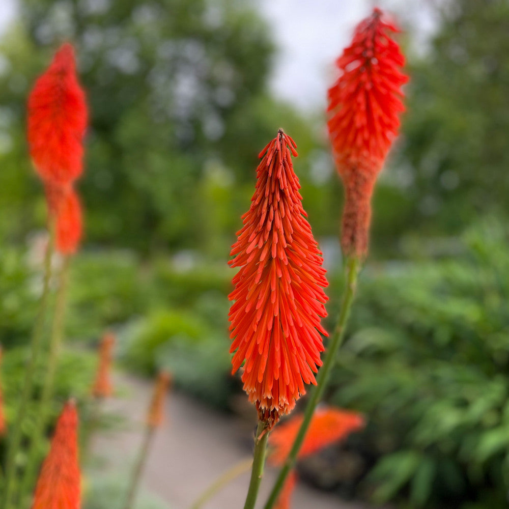 Hayloft Kniphofia Poco Collection - Set Of 3 Red Hot Poker Plants - 9cm Pots