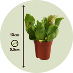 Pitcher Plant - 3 Pcs. - Sarracenia Purpurea - Height 10cm - ⌀5,5cm | Set of 3 | Green