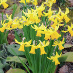 Hayloft Spring Patio Container Collection