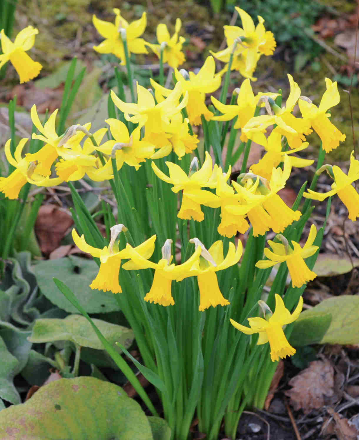 Hayloft Spring Patio Container Collection