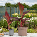 Canna Lily 'lily Tropicana' Plants | 3 x 9cm | Purple & Green