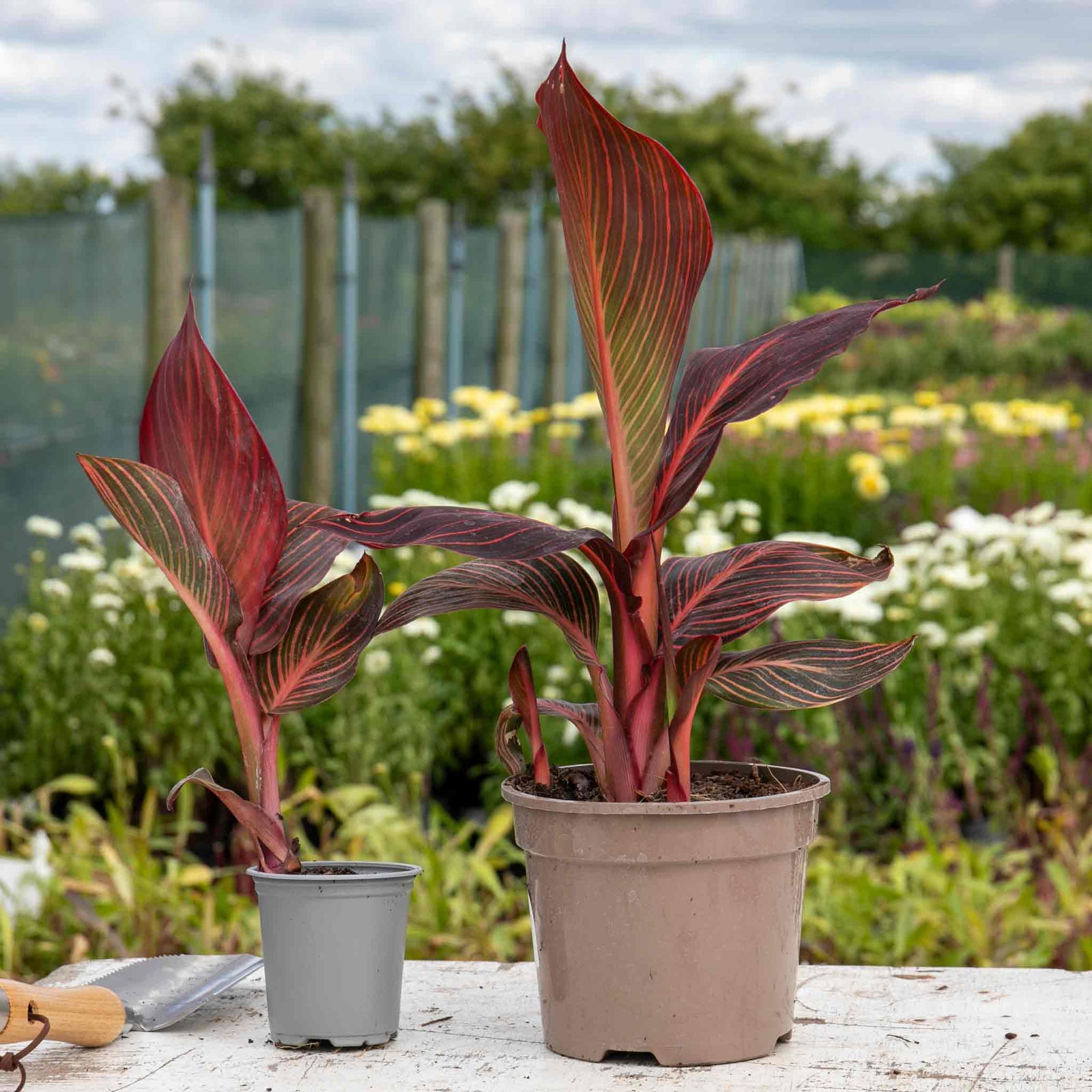 Canna Lily 'lily Tropicana' Plants | 1 x 9cm | Purple & Green