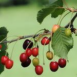 Cherry Morello Fruit Tree 6ft Tall Supplied In A 12 Litre Pot