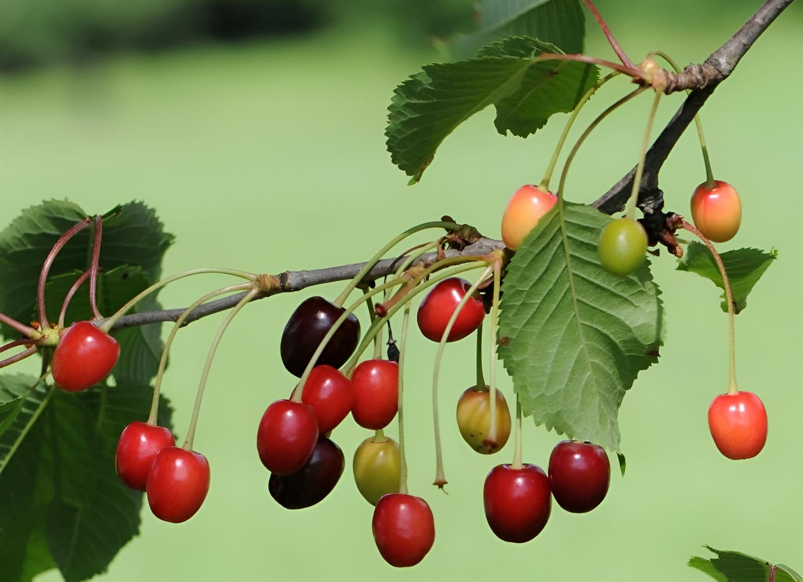 Cherry Morello Fruit Tree 6ft Tall Supplied In A 12 Litre Pot
