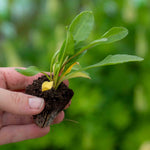 Beetroot 'pablo' Rhs Agm | 12 x Garden Ready Plugs | Red