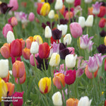 Tulip 'Everlasting Mixed' - 64 Bulbs